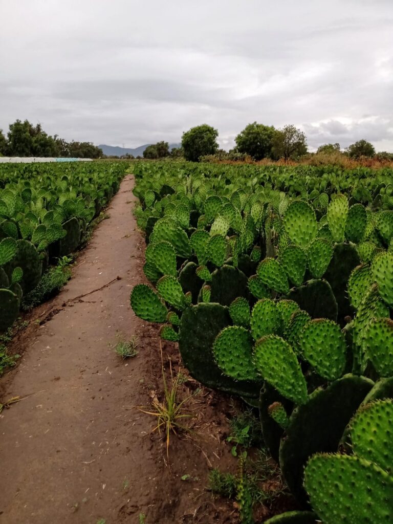 NOPAL CULTIVO